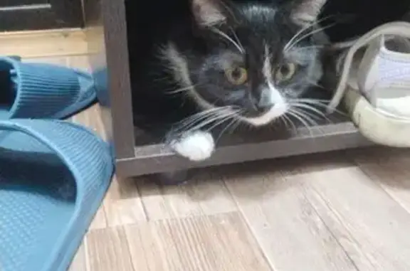 Объявления о пропавших и найденных животных, Рязань, фото: Пропала кошка, ул. Крупской, 14, Рязань