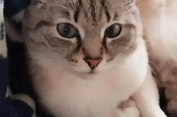 Кошки потеряшки, Рассоха, фото: Потеряшка кошка, ул. Дарвина, Рассоха