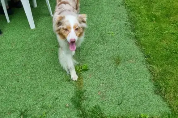 Найдена собака, Сярьги, фото: Найдена собака в Сярьги, Центральная, 13