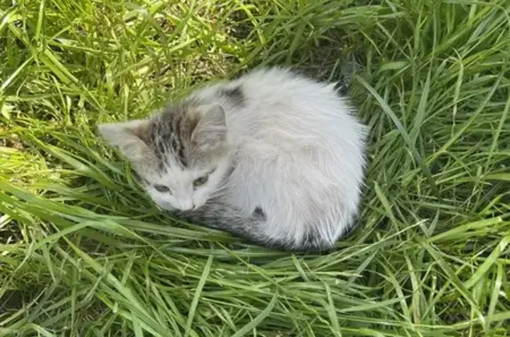 Кошка найдена: 3-я Фрунзенская ул., 7, Москва