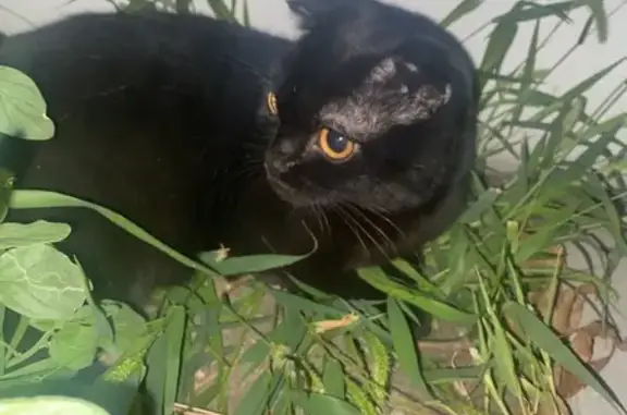 Найдена кошка в Ореховой роще, Крутой проезд