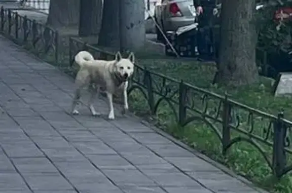 Найдена собака, Петровский пр., 24к1, СПб