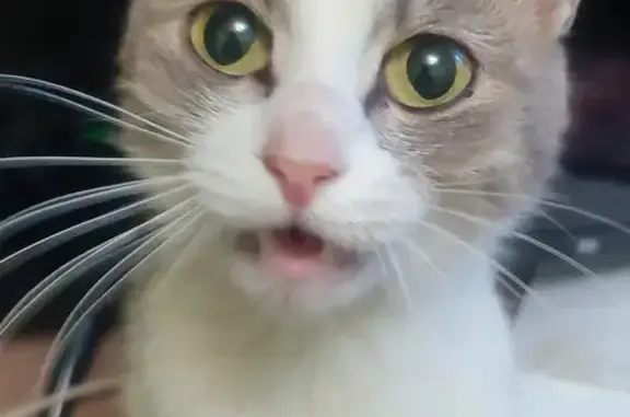 Найденные животные Пенза, фото: Найдена кошка на ул. Карпинского, 30, Пенза