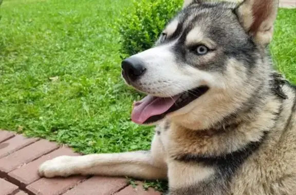 Найдена собака, Московская область, фото: Найдена хаски, Рузский р-н, СНТ Эма