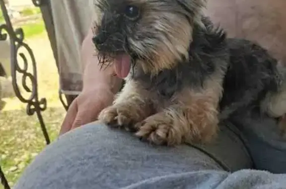 Собаки потеряшки, Петровское, фото: Потеряшка собака в с. Петровское, Воскресенский р-н