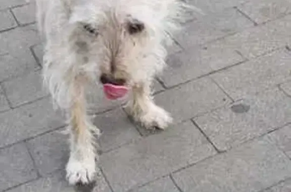 Найдена собака, Светлогорск, фото: Найдена собака, ул. Ленина, 15, Светлогорск