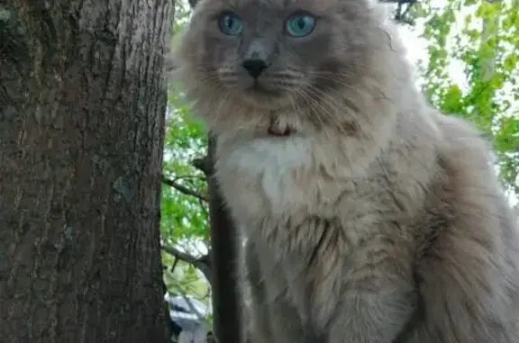 Пропал котик, Боровский, Тюменская обл.