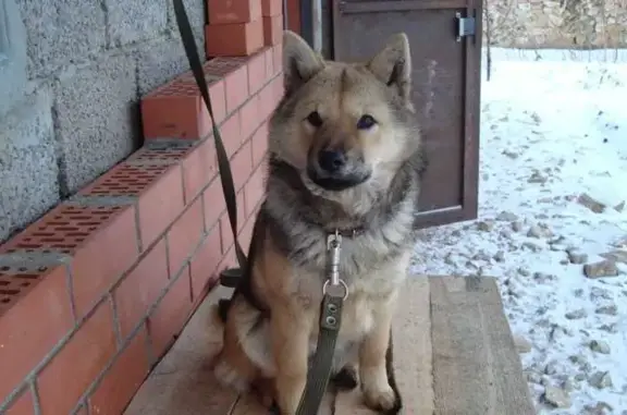 Пропала собака, Южноуральский сельсовет