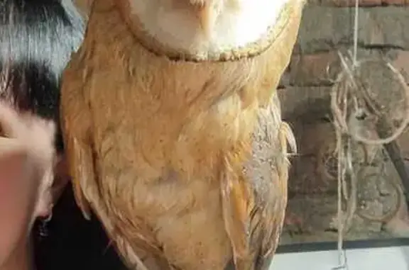 Потерянные животные Владивосток, фото: Пропала сова, Малиновая 22, Владивосток