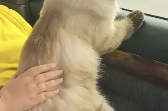 Кошки потеряшки, Ханты-Мансийск, фото: Потеряшка кошка СОТ УПТВСиС, Ханты-Мансийск