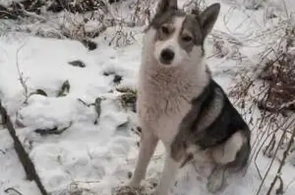 Пропала собака, 1-й Чередовый пер., 3, Омск