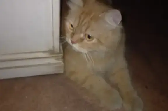 Найденные животные Ростов-на-Дону, фото: Найдена рыжая кошка, пр. Ленина 221, Ростов
