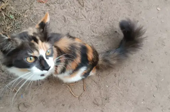 Кошка найдена у Эммаусской школы-интерната