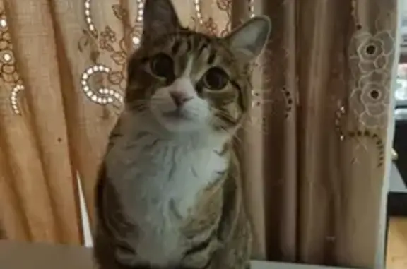 Кошки потеряшки, Владивосток, фото: Потеряшка кошка, пр. Красного Знамени, 35