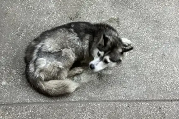 Найдена собака, Маганский сельсовет, фото: Хаски найдена в лесу, Маганский сельсовет