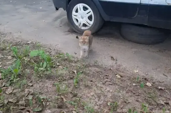 Пропала кошка. Видели на Севанской ул., Москва