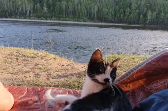 Кошки потеряшки, Сковородино, фото: Потеряшка кошка Варюшка, ул. Победы 10, Сковородино