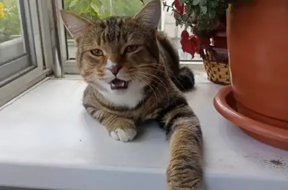 Найденные животные Тверь, фото: Кот найден на Набережной Лазури, Тверь