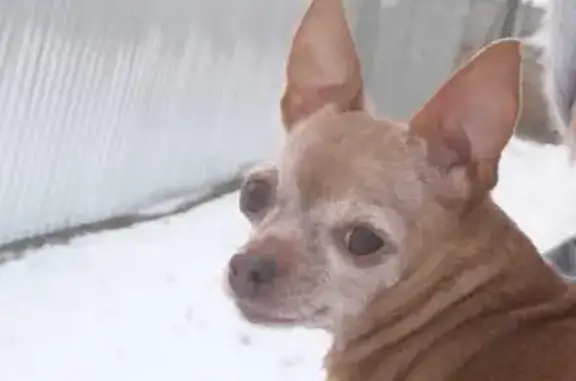 Собаки потеряшки, Красноярск, фото: Потеряшка рыжая собака, Красноярск