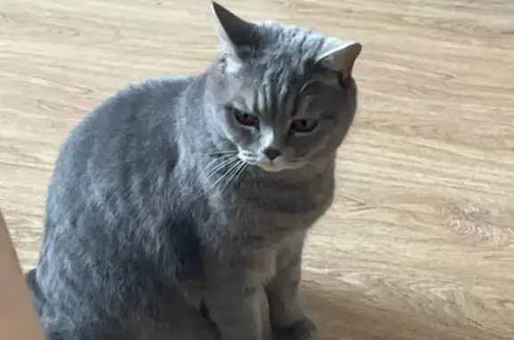 Потерянные животные Великий Новгород, фото: Пропала кошка на Б. Санкт-Петербургской, 115!