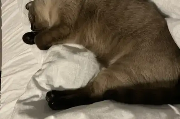 Объявления о пропавших и найденных животных, Тверь, фото: Пропала кошка, Инициативная ул., 5, Тверь