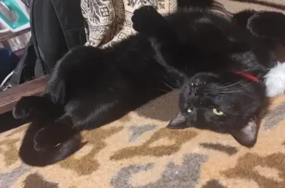 Кошки потеряшки, Морозовское, фото: Потеряшка кошка, 6-я линия, Морозовское