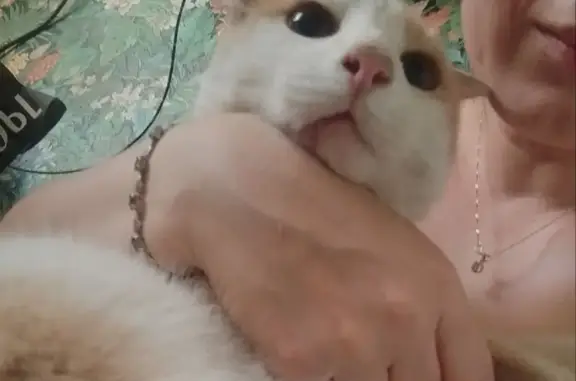 Найденные животные Тверь, фото: Кот найден на ул. Можайского, Тверь.