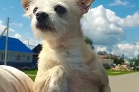 Собаки потеряшки, Пурдошки, фото: Потеряшка собака на ул. Ворошилова, Пурдошки