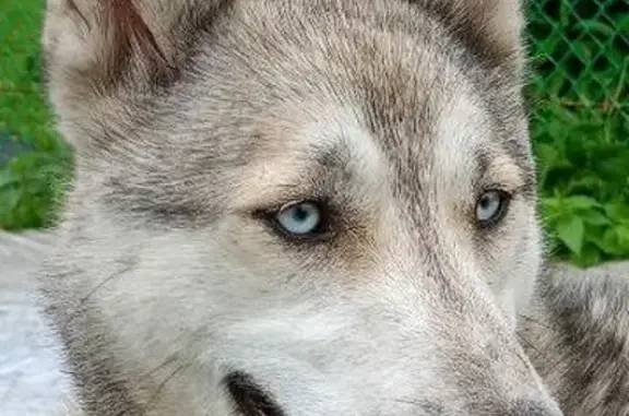 Найдена собака, , фото: Найдена собака в Карталинской Запани, Башкортостан