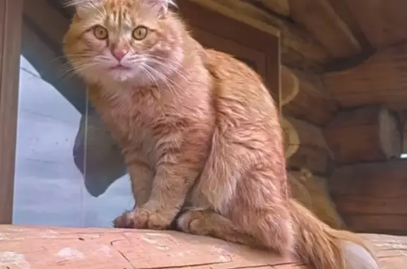 Кошки потеряшки, , фото: Потеряшка кошка, Чита, Забайкальский край