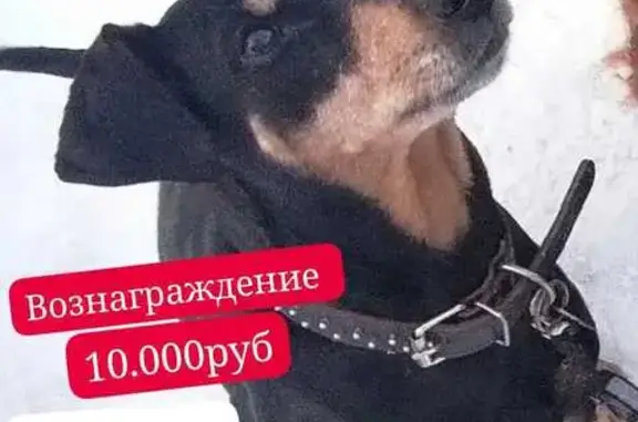 Пропала собака в Засыпье, Ленобласть. Тел. 8 965 000 46 46