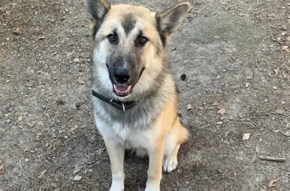 Потерянные животные Тимирязевское, фото: Пропала собака, Тимирязевское, ул. Примыкание