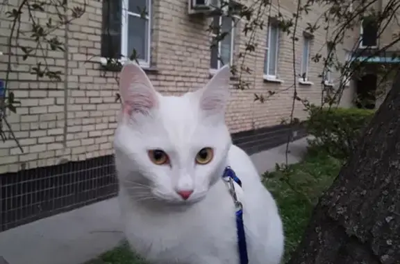 Кошки потеряшки, Выселки, фото: Потеряшка кошка 18.08.2024, СНТ 