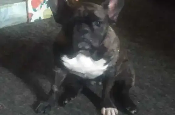 Собаки потеряшки, Орехово-Зуевский городской округ, фото: Потеряшка собака, 1-я линия, МО