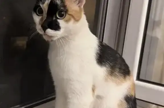 Найденные животные Красноярск, фото: Найдена кошка на Семафорной 209