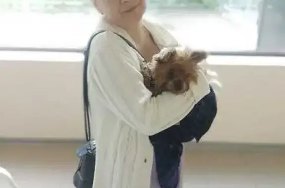 Найдена собака, ул. Вейнбаума, Красноярск