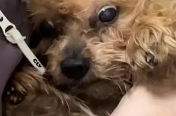 Собаки потеряшки, Дивногорск, фото: Потеряшка собака. «Енисей», Красноярский край