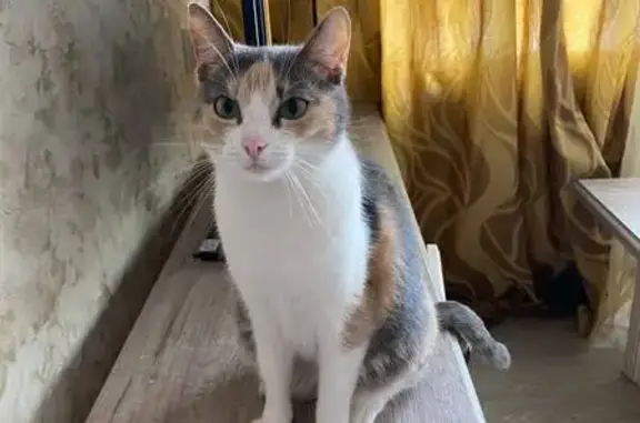 Кошки потеряшки, Красноярск, фото: Потеряшка кошка, ул. Урицкого, 98