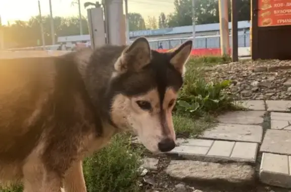 Найдена хаски, стадион Волга, Саратов