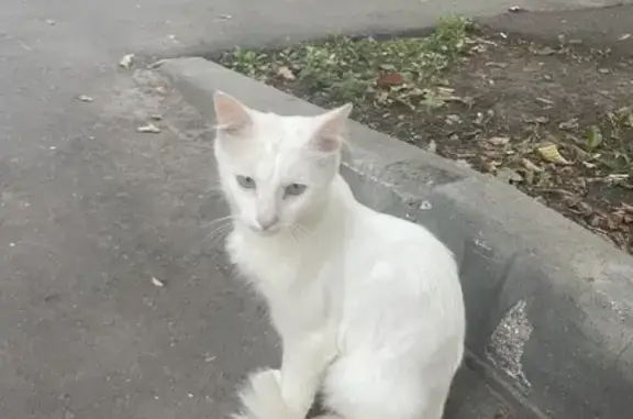 Найден белый кот на ул. Ясный проезд, Москва