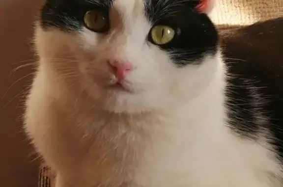 Кошки потеряшки, Курск, фото: Потеряшка кот Сэм, Станционная ул., 16, Курск