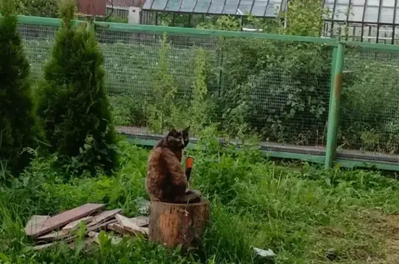 Пропала кошка, Жаворонки, Московская обл.