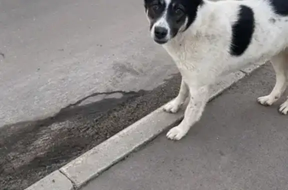 Пропала собака на Гагарина, 1, Клин