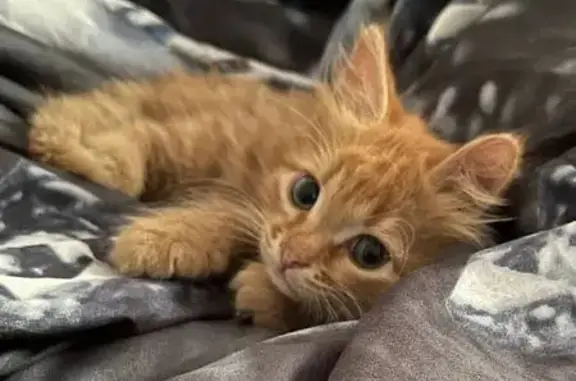 Объявления о пропавших и найденных животных, Бузулук, фото: Пропала кошка, ул. Герцена, 15, Бузулук