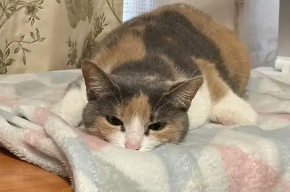 Кошки потеряшки, Красноярск, фото: Потеряшка кошка, ул. Перенсона, 2