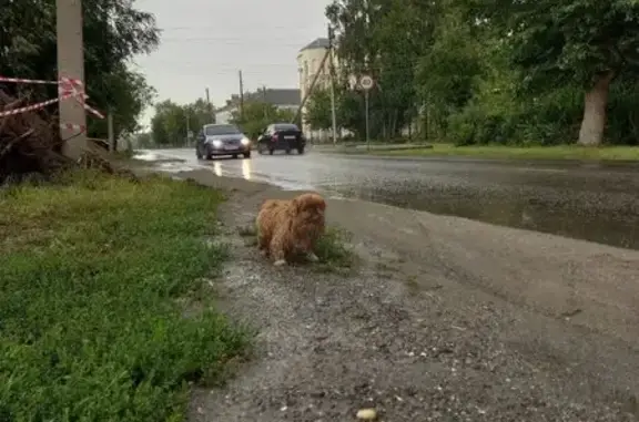 Пропал пекинес, Московская ул, 22, Южноуральск