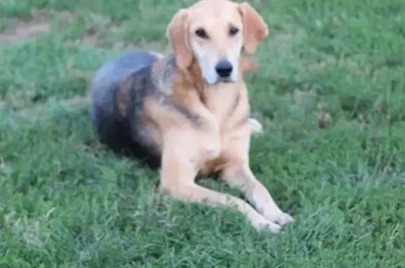 Найдена собака, Ленинградская ул., 47Б, Борское