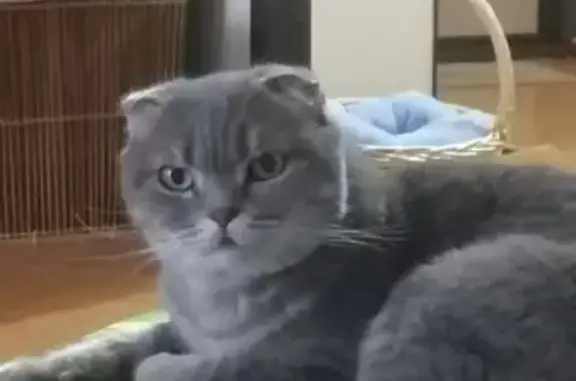 Кошки потеряшки, Солонцовский сельсовет, фото: Потеряшка кошка, ул. 2-й лог, Солонцы