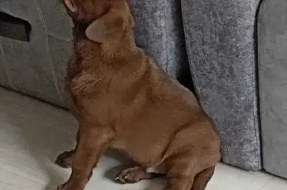 Объявления о пропавших и найденных животных, Мишеронский, фото: Пропала собака на Урицкого, 18, Мишеронский