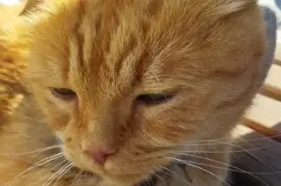 Найденные животные Пенза, фото: Кошка найдена на улице Измайлова, Пенза